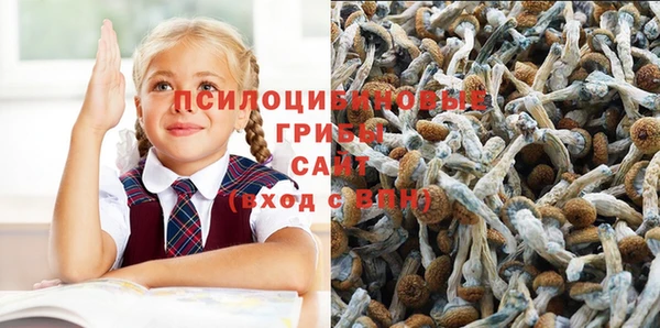 индика Новозыбков